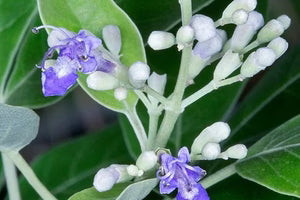 Vitex Trifolia Fruit Extract