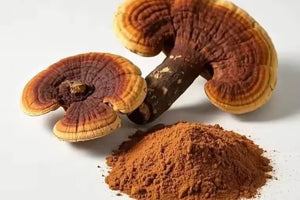Ganoderma Atrum Extract