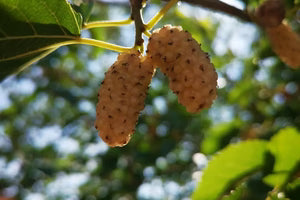 Morus Alba Root Bark Extract