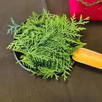 Biota Orientalis Leaf Extract
