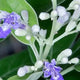 Vitex Trifolia Fruit Extract