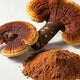 Ganoderma Atrum Extract