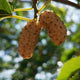 Morus Alba Root Bark Extract
