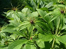 Paris Polyphylla Chinensis Extract