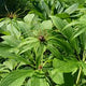 Paris Polyphylla Chinensis Extract