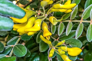 Sophora Flavescens Extract