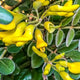 Sophora Flavescens Extract